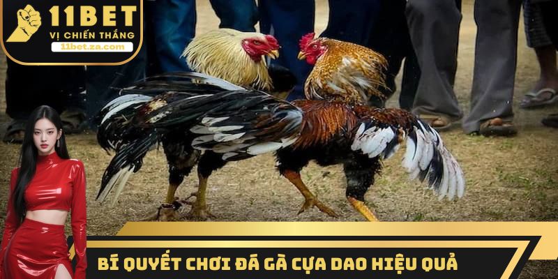 Bí quyết chơi đá gà cựa dao hiệu quả từ các cao thủ