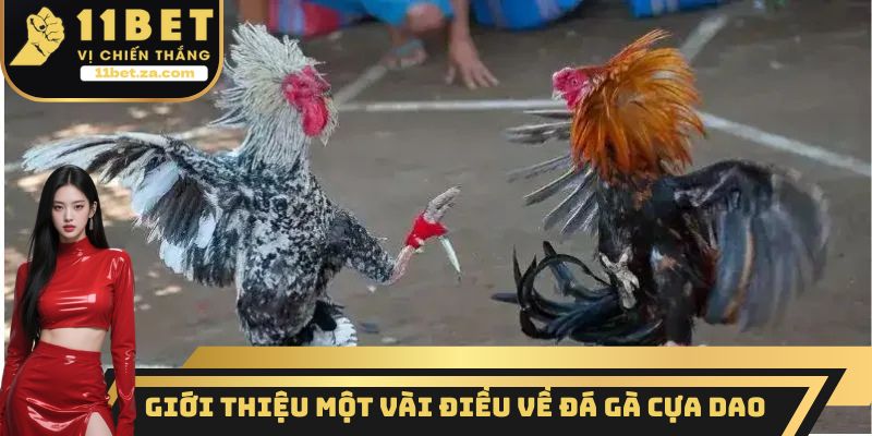 Đá gà cựa dao là loại hình thi đấu rất kịch tính