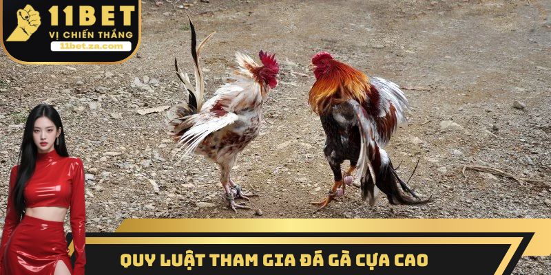 Quy luật tham gia đá gà cựa cao cho ai chưa biết